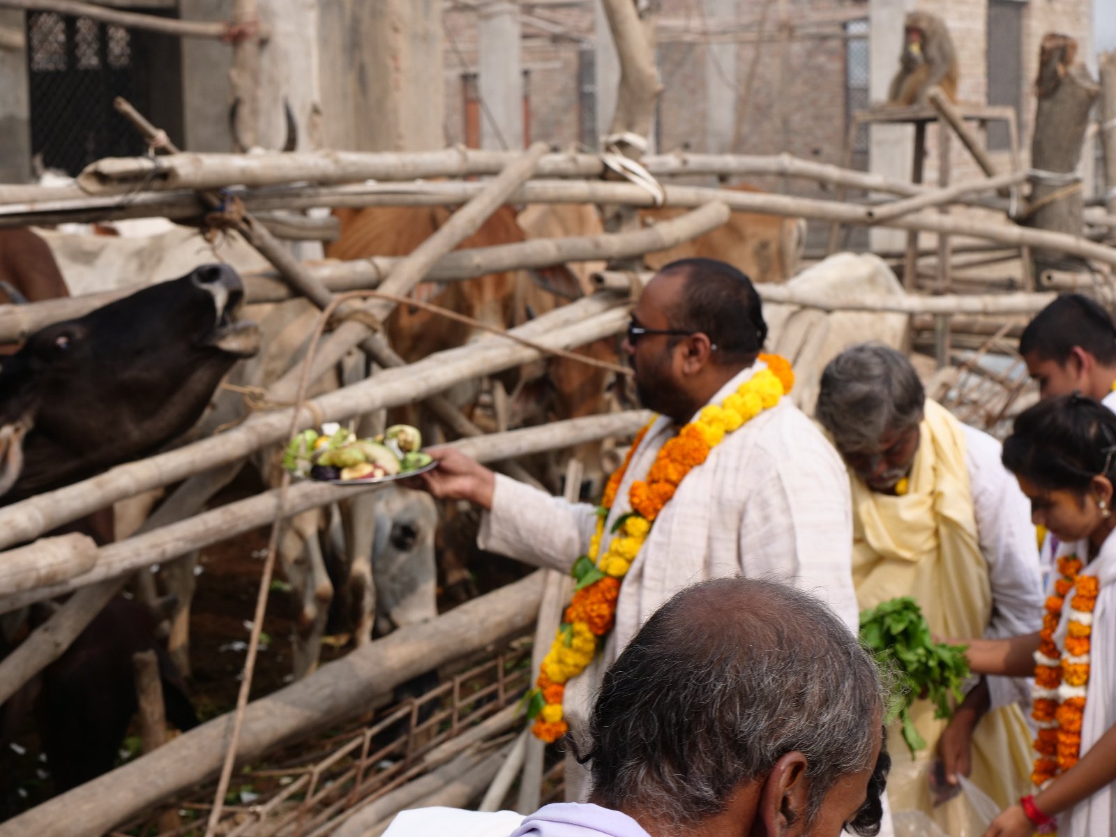 187 Gopashtami Radha kunda Govardhan 19.11.04
